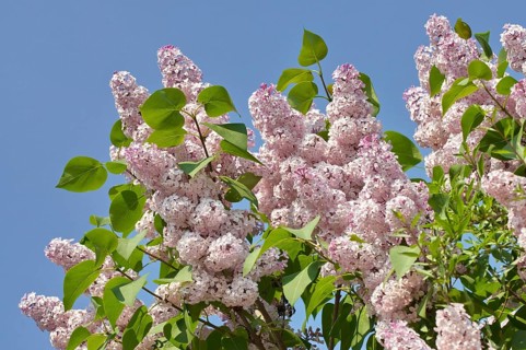 Flowering pink Common Lilac (Syringa vulgaris), Germany, Europe