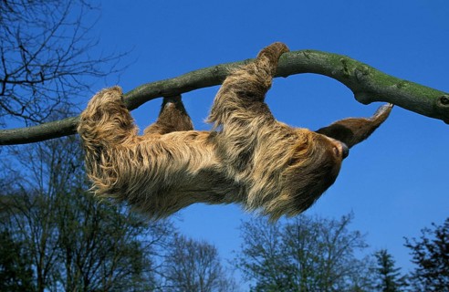 Linnaeus's two-toed sloth (choloepus didactylus), adult hanging from branch