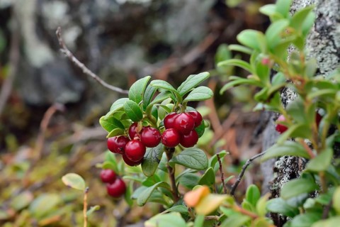 Ripe red berries of a cowberry close up in bright sunlight