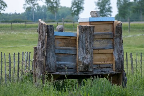 Beehives