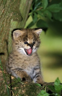 Serval (leptailurus serval), Cub calling