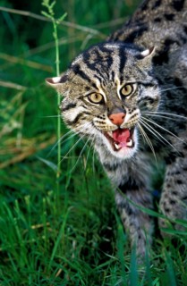 Fishing Cat (prionailurus viverrinus), Adult Snarling