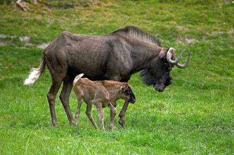 Black Wildebeest (connochaetes gnou), Female with Calf on Grass