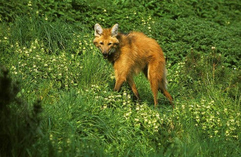 Maned wolf (chrysocyon brachyurus), adult