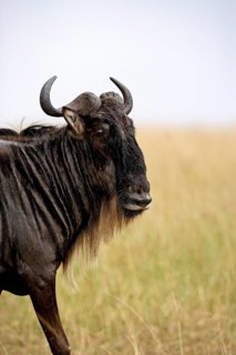Blue Wildebeest (connochaetes taurinus), Portrait of Adult, Masai Mara Park in Kenya