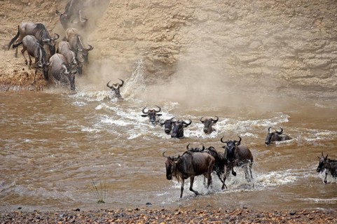 Blue Wildebeest (connochaetes taurinus), Herd migrating, Crossing Mara River, Masai Mara Park in