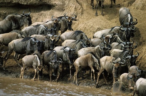 Blue Wildebeest (connochaetes taurinus), Herd crossing Mara River during Migration, Masai Mara Park