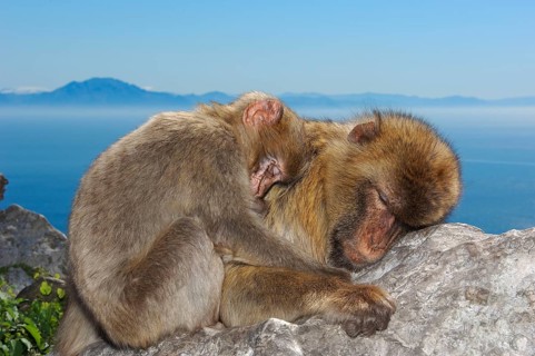 Barbary Macaques (Macaca sylvanus), Gibraltar (Macaca sylvana)
