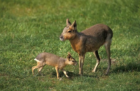 Mara (dolichotis patagonum), Female with Young on Grass