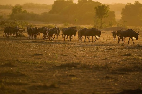 Wilderbeast, Gnu (Connochaetes taurinus)