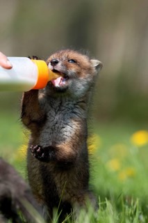 Red Fox (vulpes vulpes), Bottle-fed Cub, at La Dame Blanche, an Animal Protection Center in