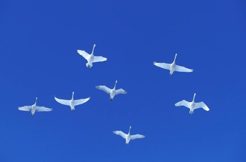 Whooper swan (cygnus cygnus), adult in flight against blue sky, Hokkaido Island in Japan