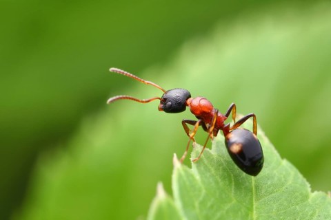 Four-point ant (Dolichoderus quadripunctatus) on reconnaissance