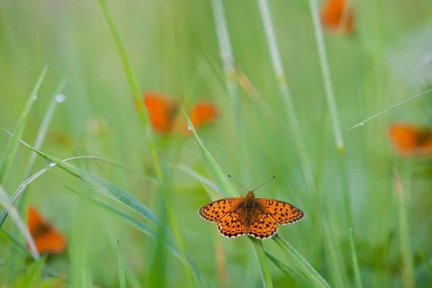 Lesser marbled fritillary (Brenthis ino) Rhineland-Palatinate, Germany, Europe