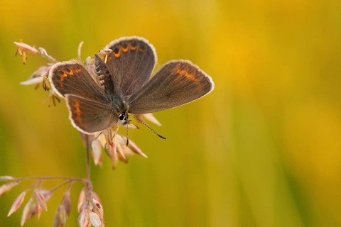 Silver-studded blue (Plebejus argus), female, North Rhine-Westphalia, Germany, Europe