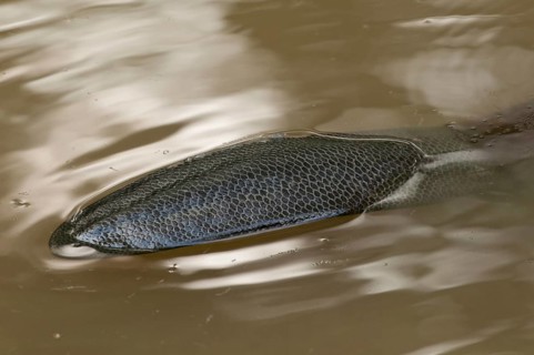 European beaver (Castor fiber), tail, Rosenheim, Bavaria, Germany, Europe