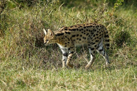 Serval (leptailurus serval), adult, Masai Mara Park in Kenya
