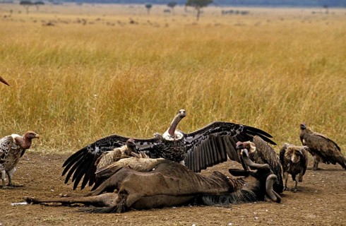 Ruppell's Vulture, gyps rueppelli, Group on a Kill, a Wildebeest, Masai Mara park in Kenya
