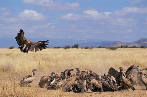 Ruppell's vulture, gyps rueppelli, group eats wildebeest carcass, Masai Mara Park in Kenya