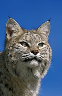 BOBCAT (lynx rufus), PORTRAIT OF ADULT, CANADA