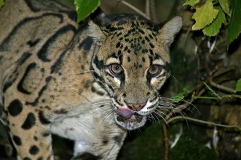 CLOUDED LEOPARD (neofelis nebulosa), PORTRAIT OF ADULT WITH TONGUE OUT