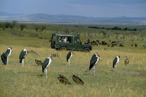 Tourist in 4-wheel drive vehicle watching Marabou storks, Masai Mara Park in Kenya