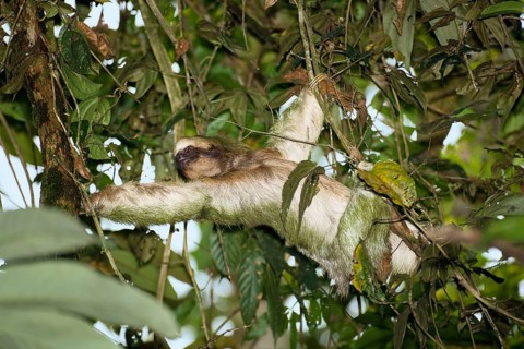 Pale-throated sloth (Bradypus tridactylus), Costa Rica, Central America