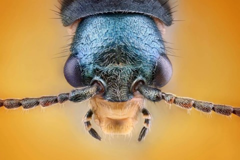 Head of a weevil (Malachius bipustulatus)