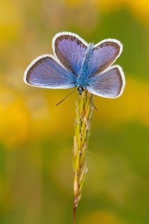 Silver-studded blue (Plebejus argus) male, North Rhine-Westphalia, Germany, Europe