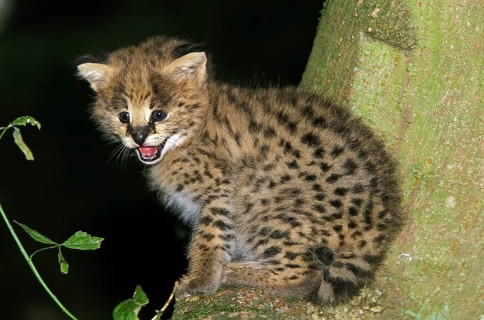 SERVAL (Leptailurus serval), JUNGES MIAUEN