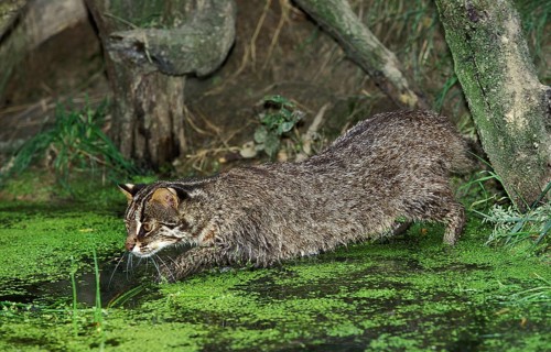 Leopard Cat (prionailurus bengalensis), Adult fishing in Swamp