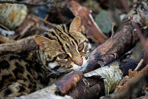 Leopard Cat (prionailurus bengalensis)