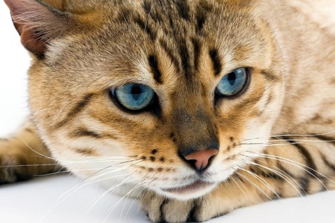 Seal Mink Tabby Bengal Domestic Cat, Portrait of Male against White Background
