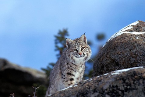 Bobcat (lynx rufus), Adult standing on Rocks, Canada, North America