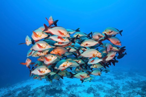 Humpback Snapper, Felidhu Atoll, Maldives (Lutjanus gibbus)