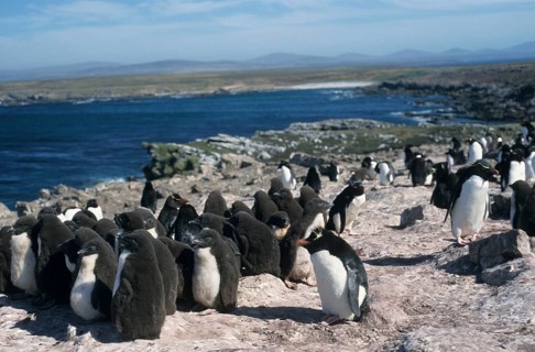 Rockhopper Penguins, Pebble Island, Falkland Islands (Eudyptes chrysocome)