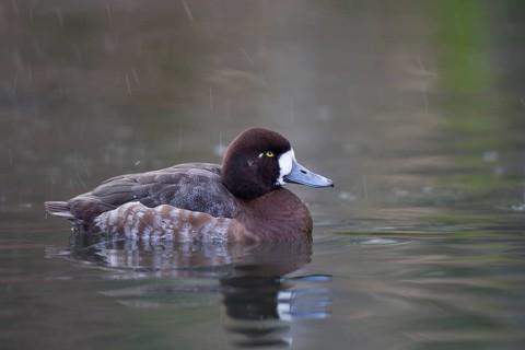 Bergente, Aythya marila, Greater Scaup