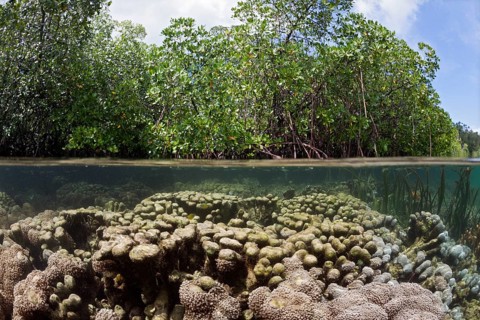 Corals under mangroves, Raja Ampat, West Papua, Indonesia, Asia