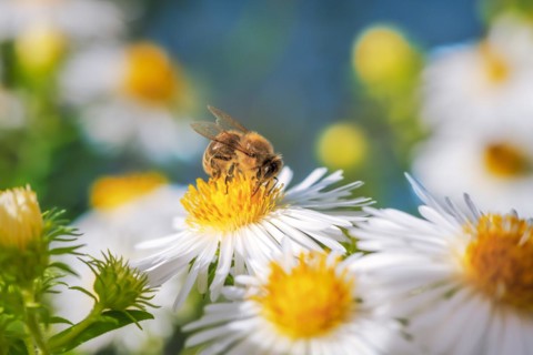 Macro of a bee pollinating on an aster flower