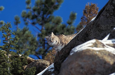 Bobcat (lynx rufus), Adult on Rocks, Canada, North America