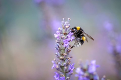 Close Up of Bumblebee on Beautiful Lavender blooming in early summer on a sunny day with soft