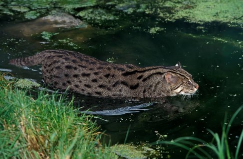 FISHING CAT (prionailurus viverrinus), ADULT IN WATER