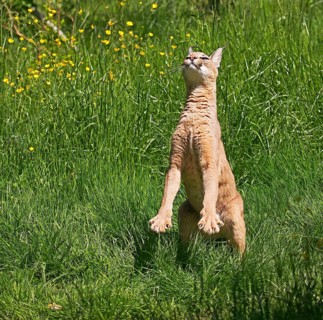 Caracal (caracal caracal), Adult hunting Bird, on Hind Legs