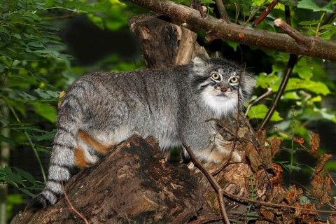 Manul or Pallas's Cat (otocolobus manul), Adult standing on Branch