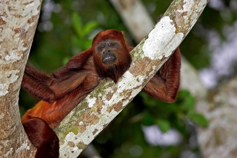 Red Howler Monkey (alouatta seniculus), Adult standing on Branch, Los Lianos in Venezuela