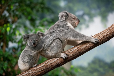 Koala (phascolarctos cinereus), Female carrying Yound on its Back