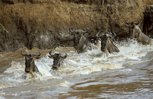 Blue Wildebeest (connochaetes taurinus), Herd crossing Mara River during Migration, Masai Mara Park