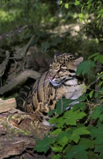 Clouded Leopard (neofelis nebulosa), Adult hidden in Foliage