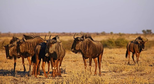 Blue wildebeests (Connochaetes taurinus) in morning light, Central Kalahari, Botswana, Botswana,