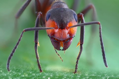 Frontal view of a large meadow ant (Formica pratensis)